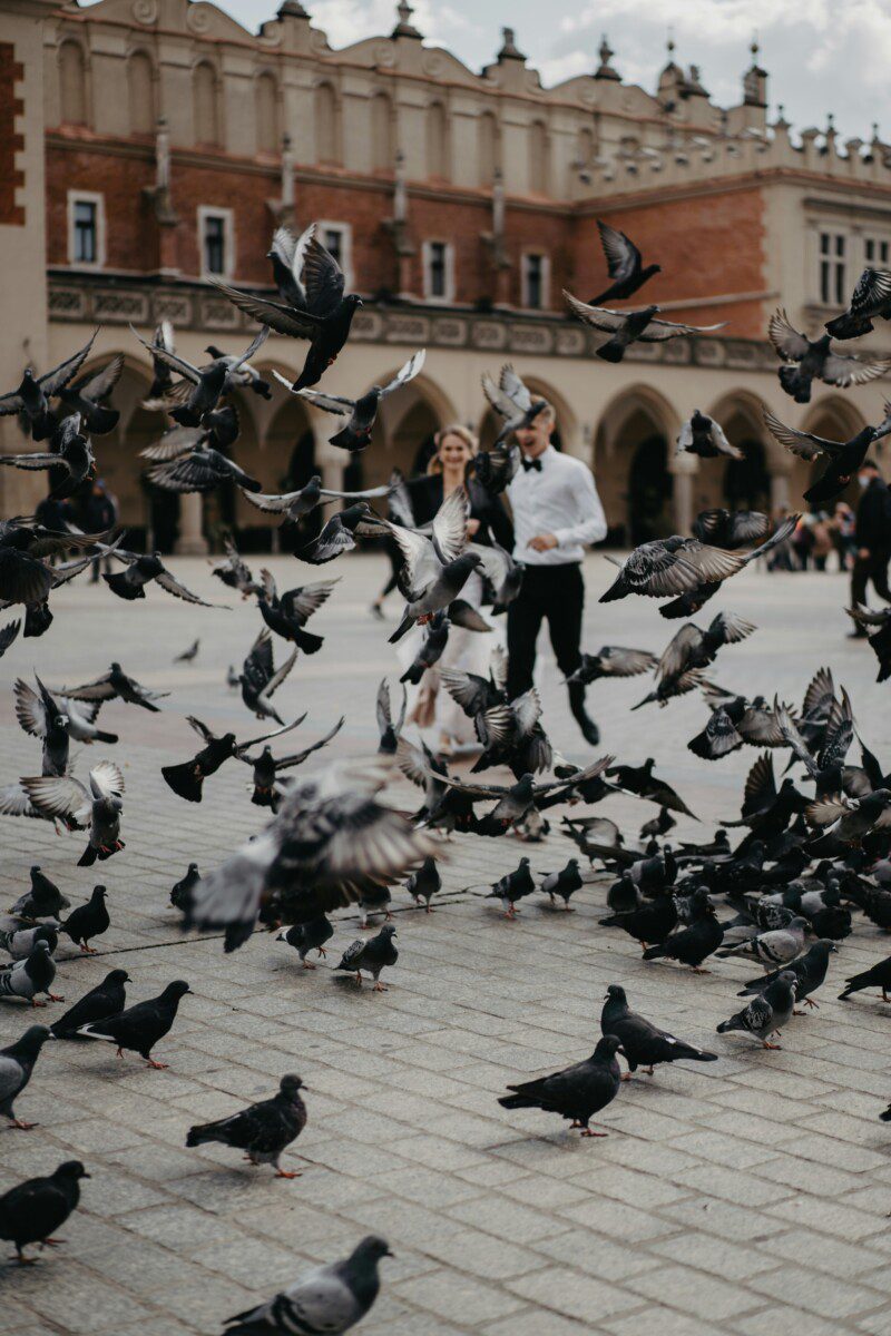 Tauben in der Stadt – Tierwohl sicherstellen und Bestand regulieren