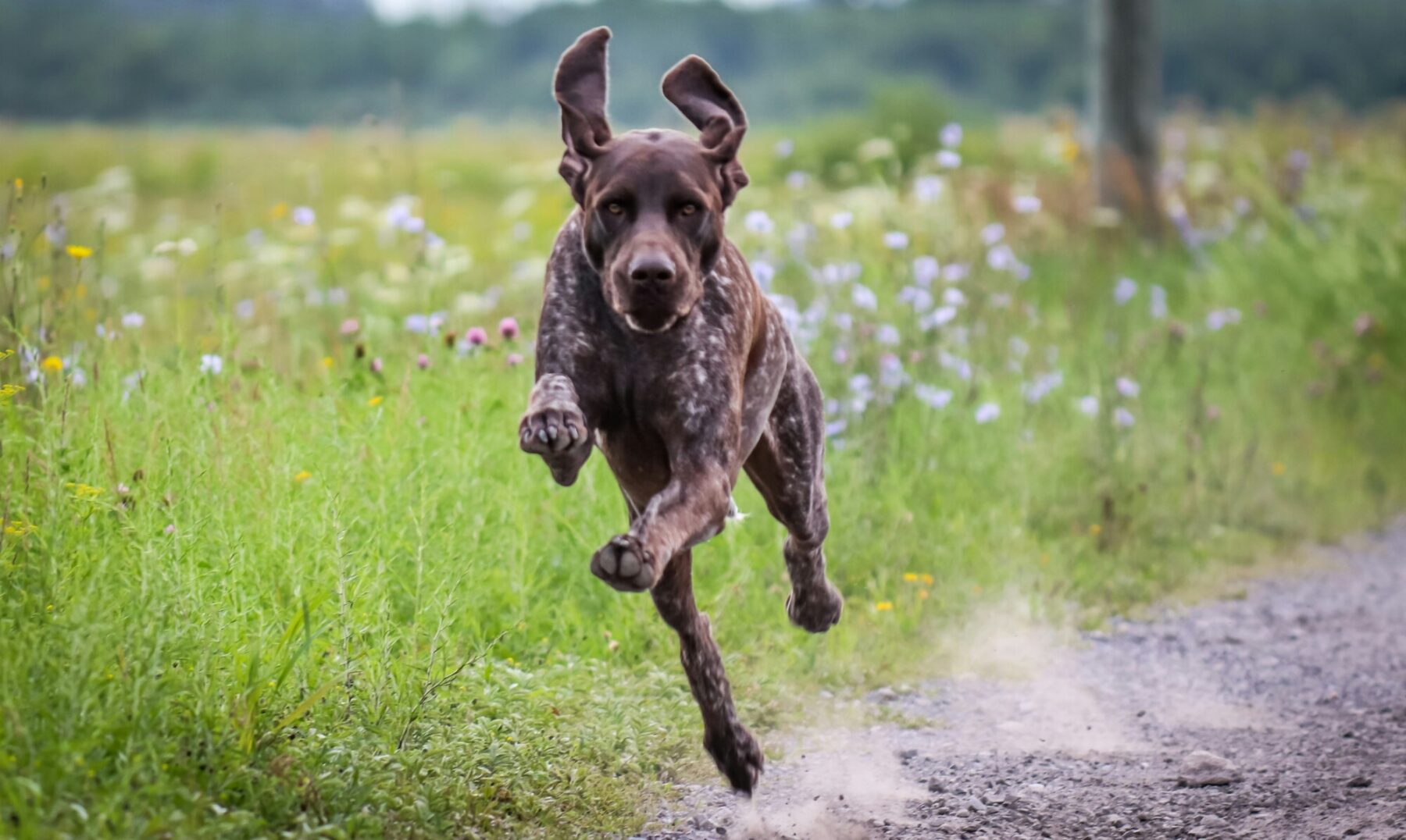 Einführung der digitalen Anmeldung der Hundesteuer und einer digitalen Hundesteuermarke (QR-Code)