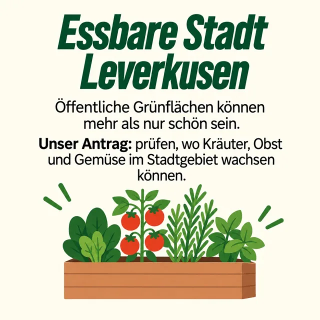 Leverkusens Grünflächen können mehr.

Warum nur anschauen, wenn dort auch Kräuter, Obst und Gemüse wachsen  können? Mit unserem Antrag zur Essbaren Stadt wollen wir geeignete Flächen in Leverkusen Schritt für Schritt besser nutzen.

Das heißt: mehr Artenvielfalt, mehr Klimaanpassung, mehr Umweltbildung – und mehr Orte, an denen Menschen gemeinsam mitmachen und ernten können. 

Jetzt sollen Pilotflächen, Kosten, Förderprogramme und Kooperationen geprüft werden.

Mehr aus unserem Stadtgrün machen. Für ein grüneres und lebenswerteres Leverkusen.